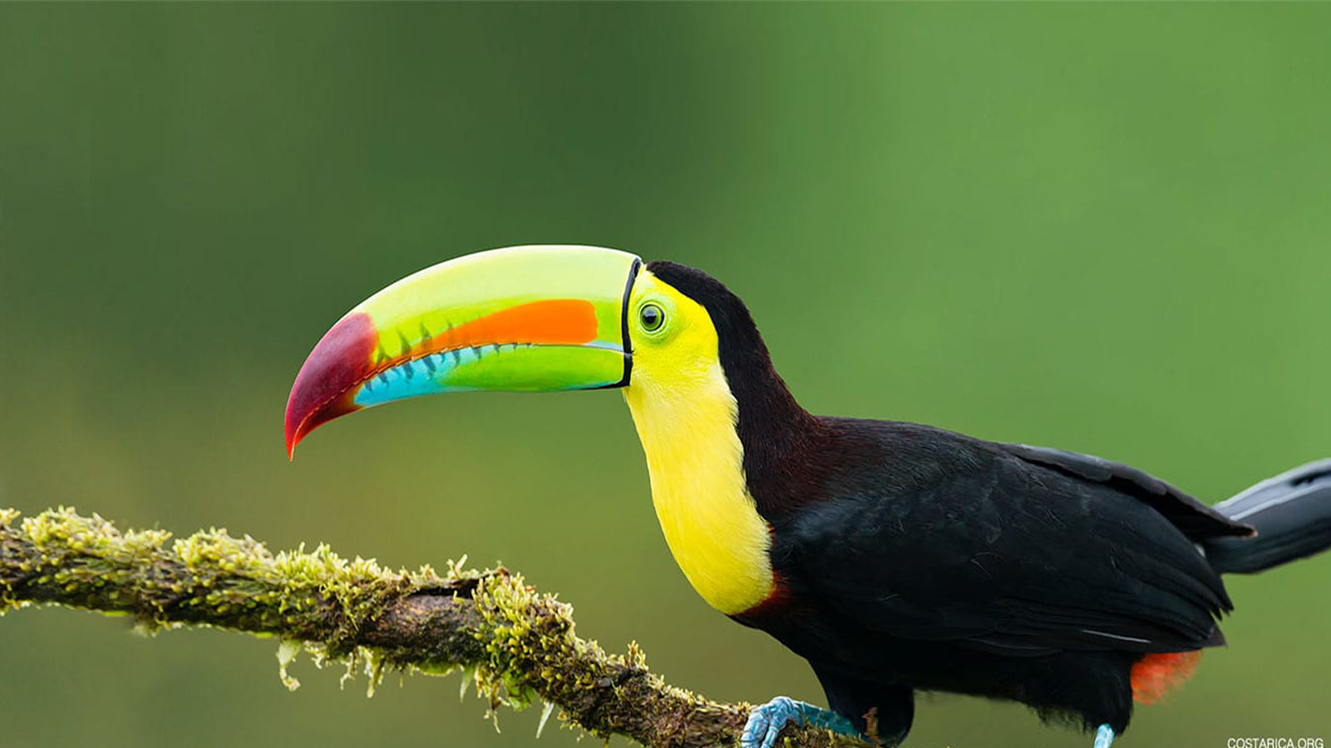 A nice bird